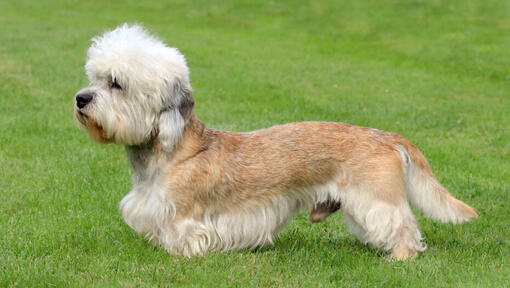 Dandie Dinmont Terrier in piedi sull'erba