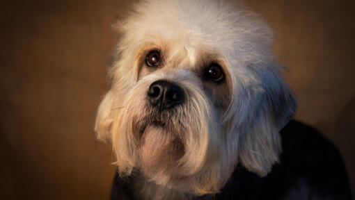 Dandie Dinmont Terrier in piedi a guardare