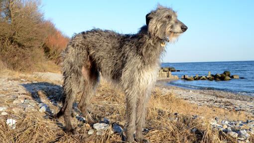 Deerhound grigio in piedi sulla spiaggia.