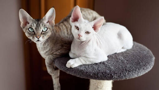 Due gatti Devon Rex stanno avendo un pisolino insieme