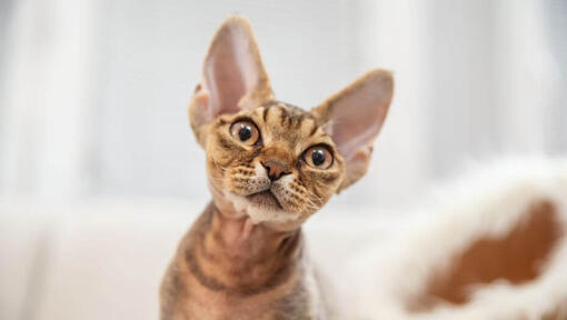 Devon Rex Kitten sta guardando qualcuno