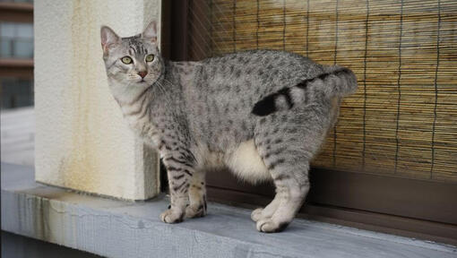 La gravidanza egiziana Mau Cat sta camminando in città