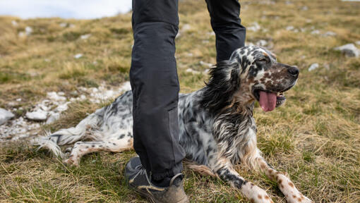 Setter inglese sdraiato a terra.