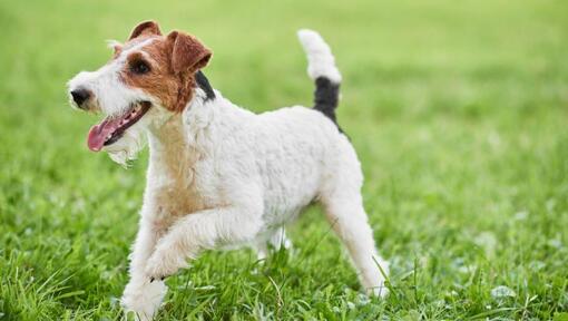 Fox Terrier rivestito di filo metallico che gioca sull'erba