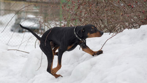 Pinscher tedesco che gioca nella neve