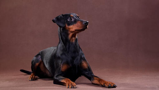 Pinscher tedesco sdraiato nella stanza