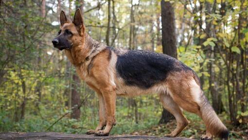 Cane pastore tedesco nella foresta