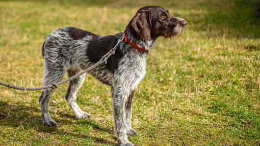 Puntatore tedesco Wirehaired al guinzaglio