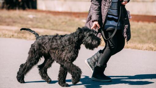 Giant Schnauzer che cammina al guinzaglio