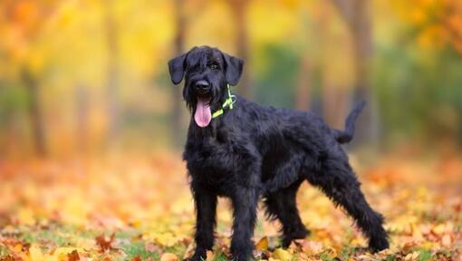 Cucciolo di schnauzer gigante nella foresta di autunno