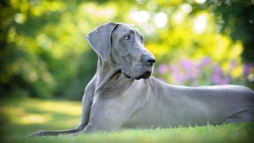 Grey Alano sdraiato sull'erba