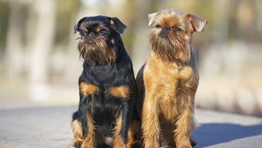 Due Griffon Bruxellois sono in piedi