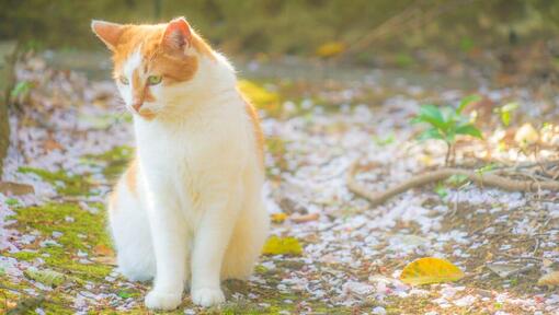 Il gatto giapponese dei capelli lunghi del bobtail sta camminando nel parco