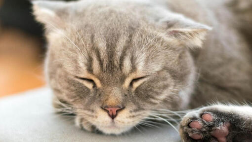 Il gatto dei capelli lunghi del bobtail giapponese sta dormendo