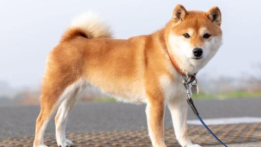 Il giapponese Shiba Inu è in piedi vicino ai campi