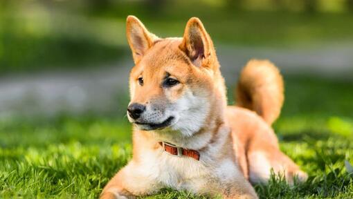 La Shiba Inu giapponese è sdraiata sull'erba