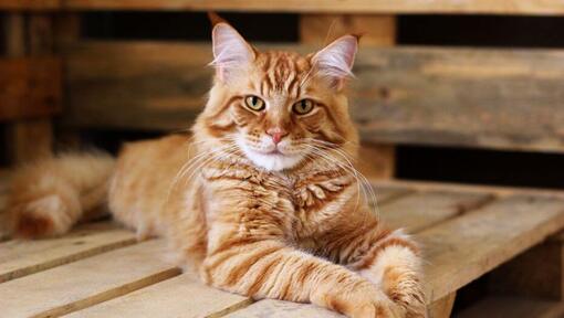 Ginger Maine Coon è sdraiato sul tavolo