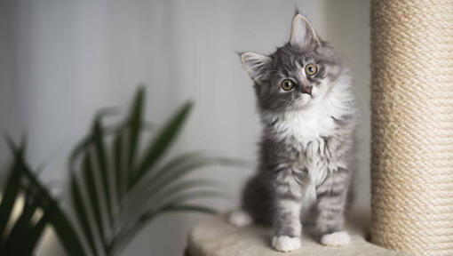 Maine Coon Kitten sta guardando giocosamente