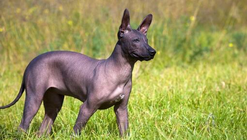 Xoloitzcuintle (cane nudo Messicano)