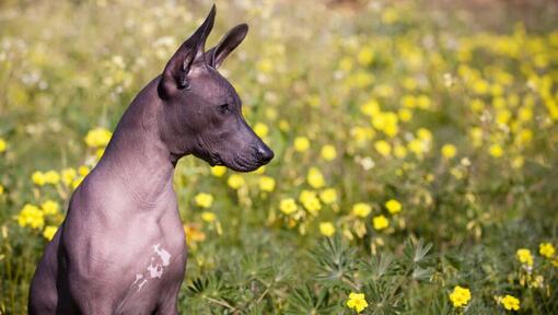 Cane che si siede nel campo del fiore giallo