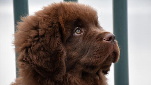 Il cucciolo di Brown Terranova sta guardando in avanti