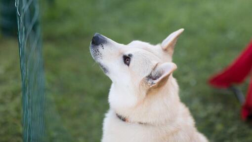 Il Buhund norvegese è in piedi nel cortile e guardando in avanti