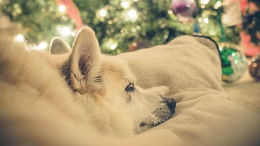 Norwegian Buhund sta avendo un pisolino vicino all'albero di Natale