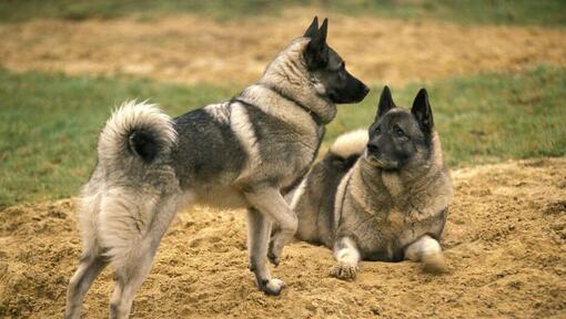 Due elkhound norvegesi stanno giocando con l'altro sull'erba