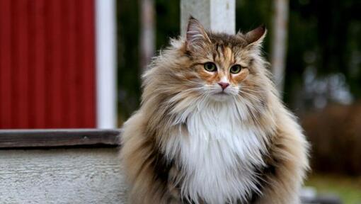 Il gatto della foresta norvegese è in piedi nel cortile