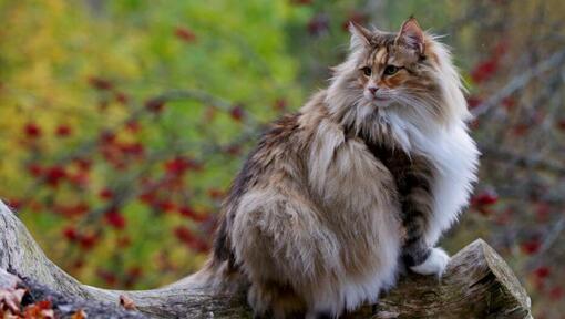 Il gatto della foresta norvegese è l'albero da arrampicata