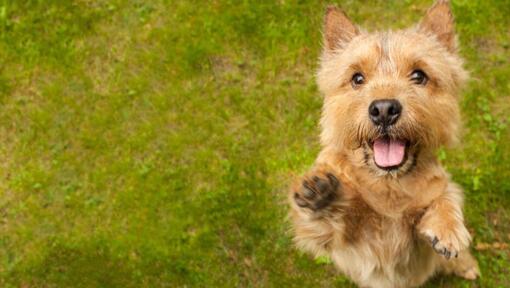 Terrier che salta verso la macchina fotografica