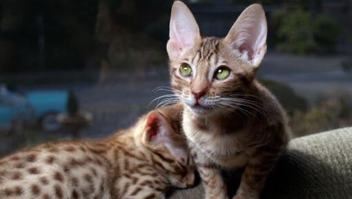 Due gattini Ocicat si stanno preparando per un sonno