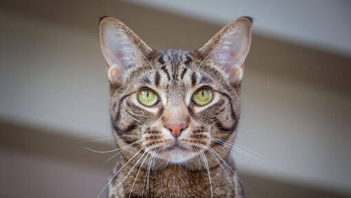 Ocicat sta guardando qualcosa di pensieroso