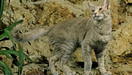 Il gatto orientale dei capelli lunghi sta giocando in giardino