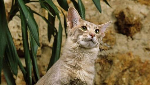 Gatto orientale dei capelli lunghi è in piedi vicino al flowerpot