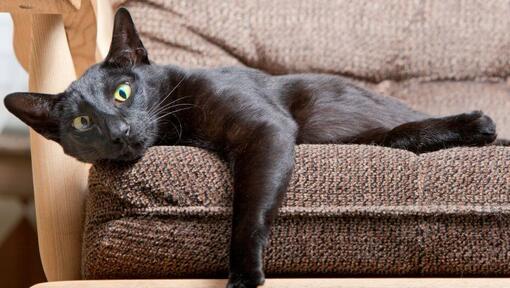Il gatto dei capelli corti orientale è sdraiato sul divano
