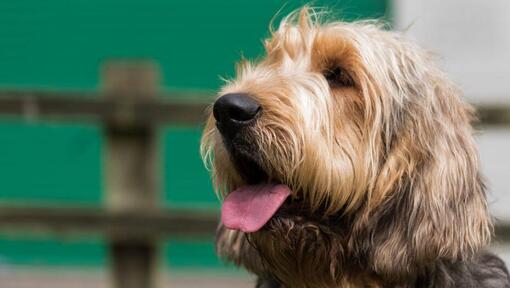 Otterhound guardando in distanza