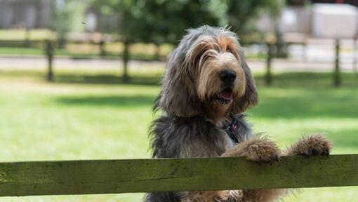 Otterhound appoggiato a una recinzione