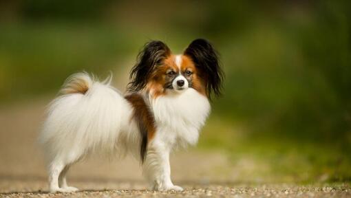 Papillon è in piedi nel parco in una calda mattinata primaverile