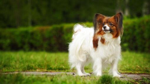 Papillon è in piedi nel parco in una calda mattinata primaverile