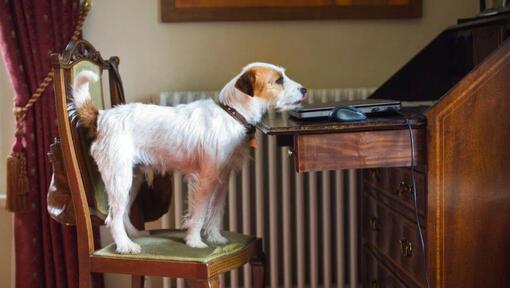 Parson Russell Terrier sulla sedia