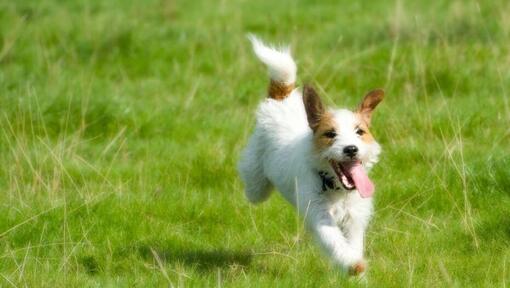 Parson Russell Terrier in esecuzione sul campo