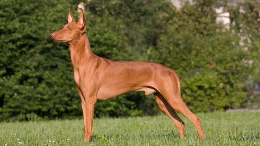 Pharaoh Hound in piedi davanti a cespugli