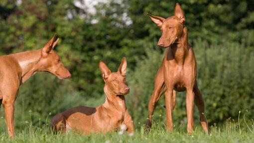 Tre cani che riposano sull'erba