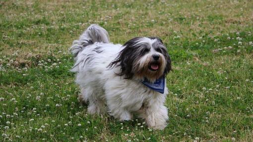 Sheepdog polacco della pianura sta giocando nel cortile