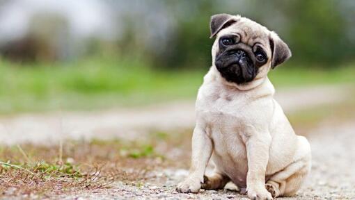 Pug seduto sulla strada di campagna