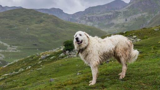 Il cane di montagna dei Pirenei è in piedi vicino alle piste di montagna