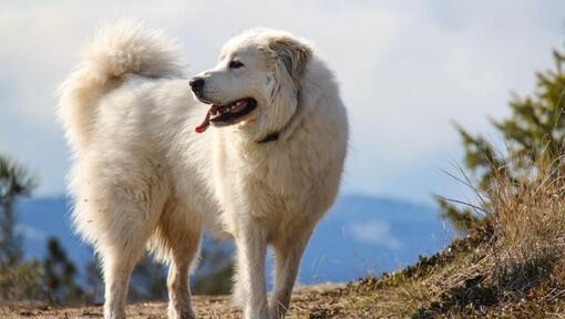 Il cane di montagna dei Pirenei sta camminando vicino alla montagna