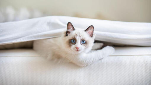 Ragdoll Cat è sdraiato sotto una coperta a letto