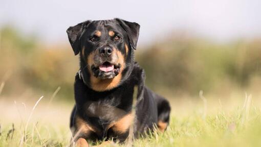 Rottweiler lying in the grass